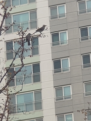 Hypsipetes amaurotis