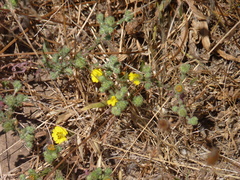 Deinandra increscens