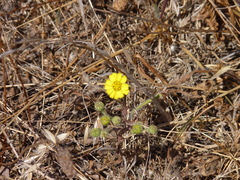 Deinandra increscens