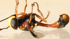 Physocephala australiana