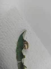 Leptinotarsa defecta