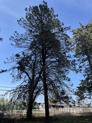 Cupressus nevadensis