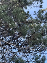 Cupressus nevadensis