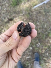 Cupressus nevadensis