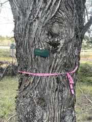 Cupressus nevadensis