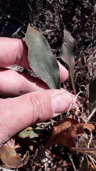 Limonium brasiliense
