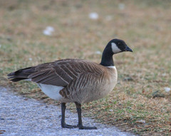 Branta hutchinsii leucopareia