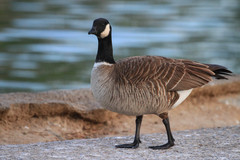 Branta hutchinsii leucopareia