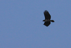 Buteo jamaicensis