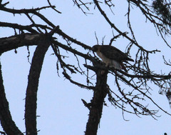 Buteo jamaicensis