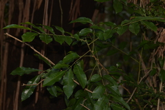 Dysoxylum fraserianum