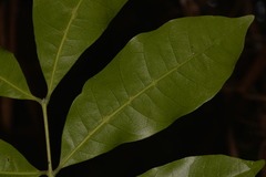Dysoxylum fraserianum