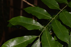 Dysoxylum fraserianum