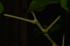 Dysoxylum fraserianum