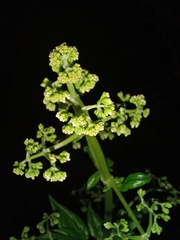 Valeriana decussata