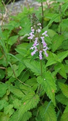 Stachys geobombycis