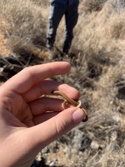 Sonora taylori