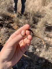Sonora taylori