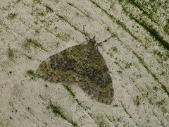 Acasis viretata