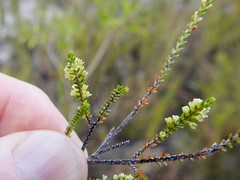 Micromyrtus littoralis