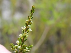 Micromyrtus littoralis