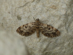 Eupithecia tantillaria