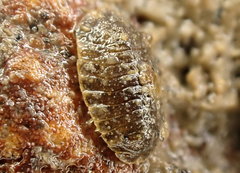 Exosphaeroma planulum