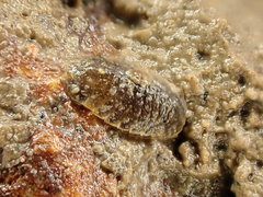 Exosphaeroma planulum