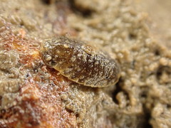 Exosphaeroma planulum