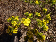 Deinandra increscens