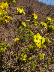 Deinandra increscens