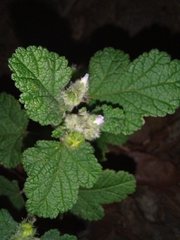 Fuertesimalva limensis