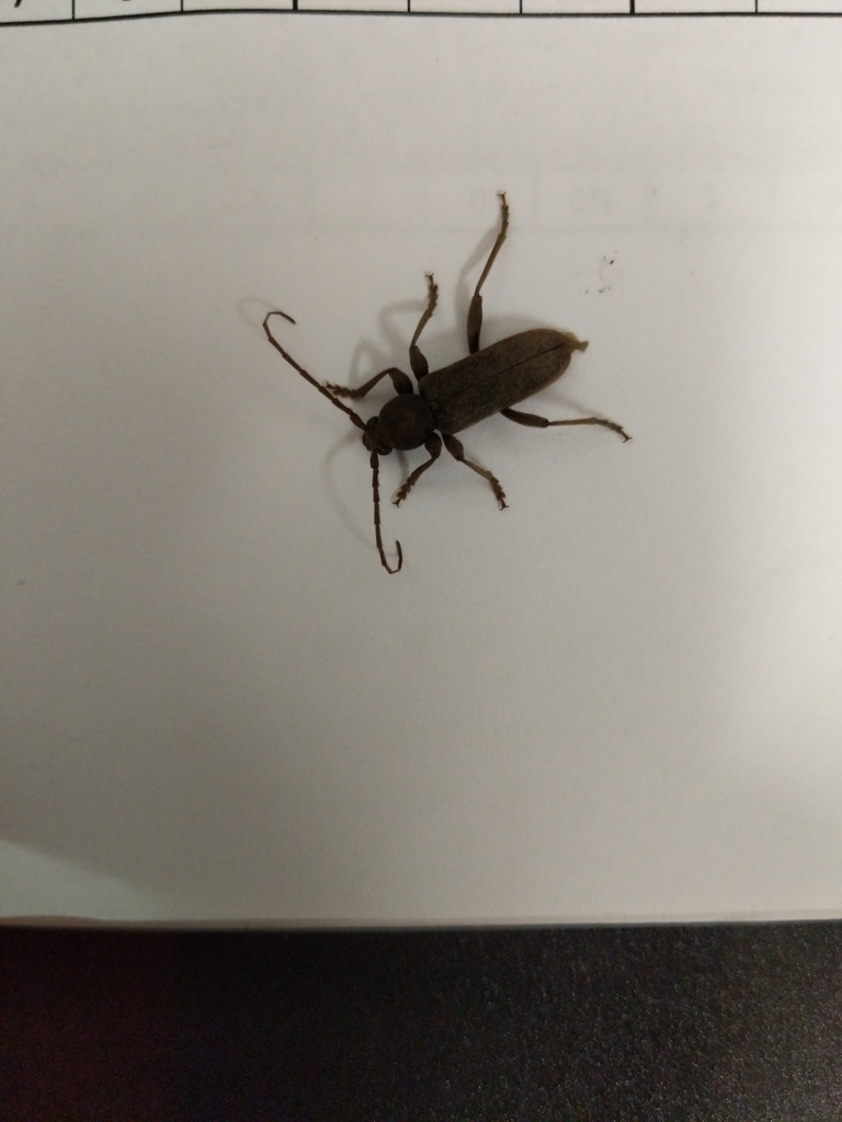 Longhorned Wood-boring Beetle