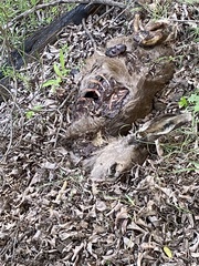 Odocoileus hemionus californicus