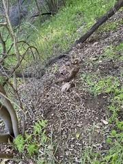 Odocoileus hemionus californicus
