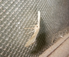 Perixera illepidaria