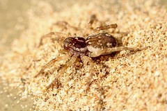 Tetralycosa