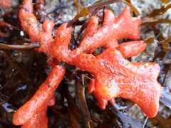 Metandrocarpa dura