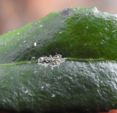 Fellhanera bouteillei