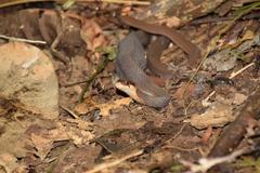 Rhabdophis chrysargoides