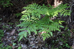 Osmunda japonica