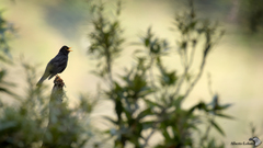 Turdus infuscatus