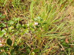 Arctostaphylos × media