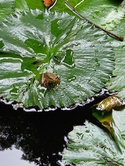 Chalcorana chalconota