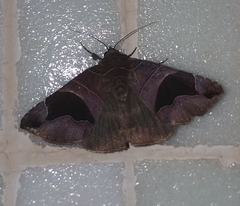 Poaphilini