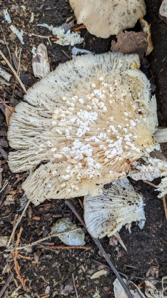 Pleurotus ostreatus