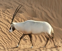 Oryx leucoryx