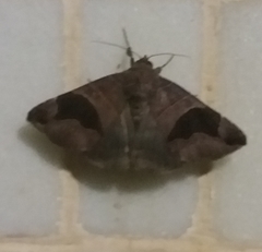 Poaphilini