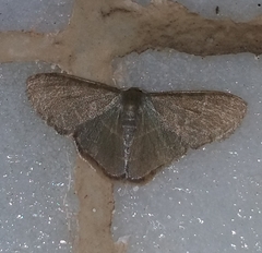 Lophophleps triangularis