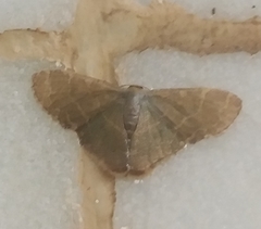 Lophophleps triangularis